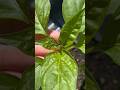 APHIDS!🚨 My Pepper Rescue Mission Without Chemicals #gardening #gardentips #aphids