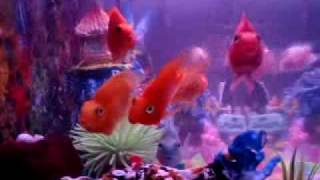 fish ko sa bahay
