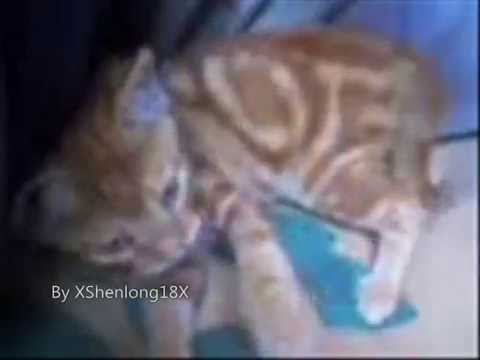 Gatos rockeros graciosos