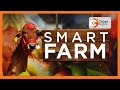 SMART FARM | Focus on Sahiwal cattle breed in Narok