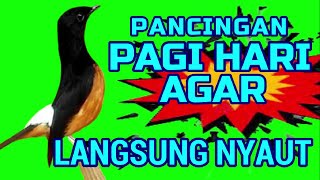 Download lagu PANCINGAN PAGI HARI MURAI BATU❗❗ COBA SEKALI MURAI DIAM LANGSUNG BUNYI❗ mp3 Download lagu PANCINGAN PAGI HARI MURAI BATU❗❗ COBA SEKALI MURAI DIAM LANGSUNG BUNYI❗ mp3