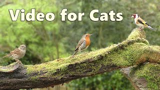 Videos for Cats to Watch ~ Tiny Birds Cat TV Bonanza ⭐ 8 HOURS ⭐