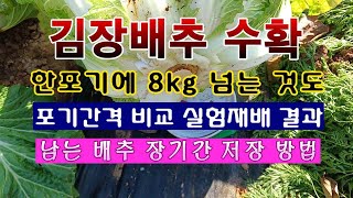 [텃밭농부 1,745]  김장배추 수확. 1포기에 8kg 넘는 것도. 포기간격 비교 실험재배 결과. #김장배…