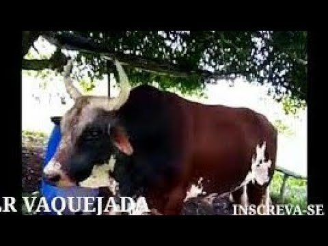 Dono do boi bandido deixa seu recado