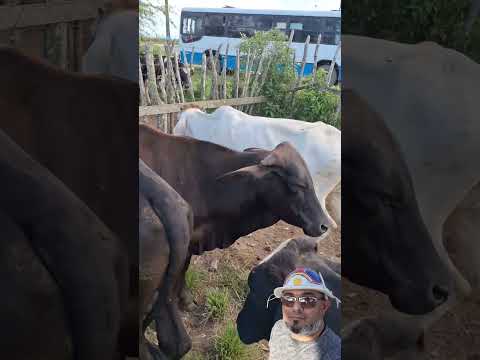 Feira de gado de Apoti Município de Glória do Goita-PE