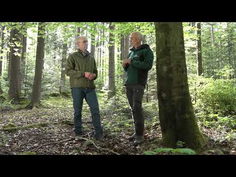 Überführung von Fichten-betonten Altersklassenwäldern hin zu plenterartigen Wäldern, Teil 2