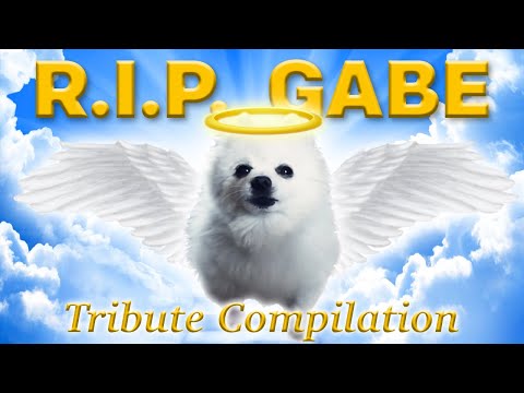 Rest in Peace, Gabe - Gabe the Dog Tribute Compilation 👑