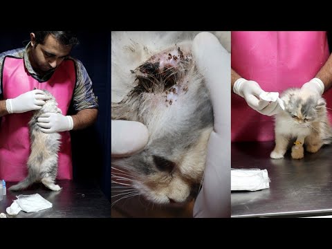 Effective Way to clean dirty ears of cats | Aliyan Vets