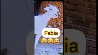 Download lagu Fabia name funny videostatus 🤣🤪🐐|#fabia🙅♀️#shorts🥰#funny🙉#goat🐐#viral💯#status 🙀|in trending&unique mp3 Download lagu Fabia name funny videostatus 🤣🤪🐐|#fabia🙅♀️#shorts🥰#funny🙉#goat🐐#viral💯#status 🙀|in trending&unique mp3
