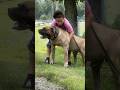 Vader The 223lbs Beast The Biggest Presa Canario