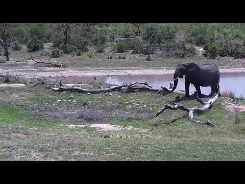 Djuma: Elephant herd scattered about - 10:37 - 11/16/21