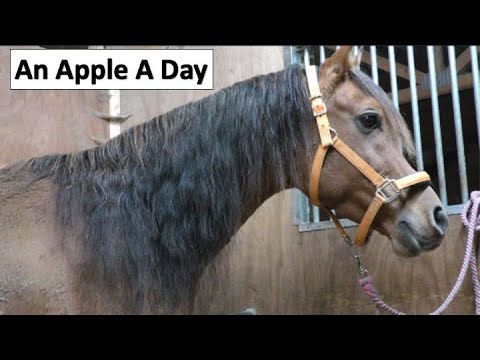 What does Farouk get to eat now he is roughed off?🍎🍏🐎