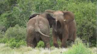 preview picture of video 'Young Elephant Bulls, Addo National Park, South Africa'