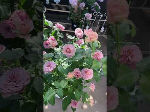 Montmartre Rose #rosebloom #roseflowers #garden #flowers #rosecaring