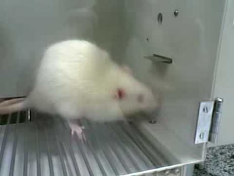 Prática 3: Modelagem com Sofia M.