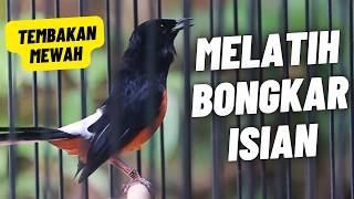 Download lagu MURAI BATU GACOR FULL ISIAN TEMBAKAN PANJANG MEWAH SANGAT AMPUH MEMANCING MURAI EMOSI BONGKAR ISIAN mp3