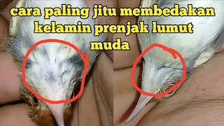 Download lagu Cara membedakan prenjak lumut jantan dan betina mp3