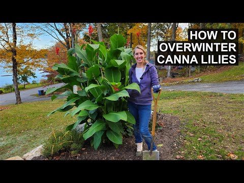Canna Lily Winter Care | How to Store Canna Lily Rhizomes