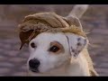 Wishbone The Prince And The Pooch 1995