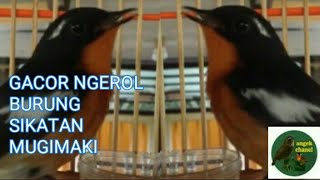 Download lagu Suara burung sikatan mugimaki mp3