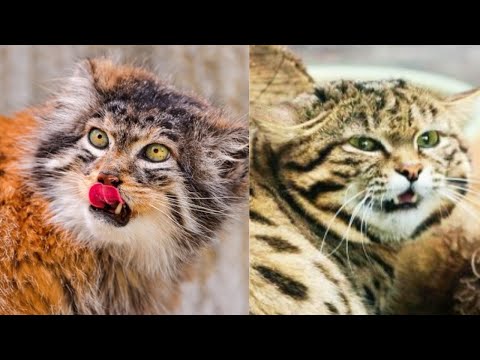 Deadliest Cats in the Wild,palla's cat,black footed cat