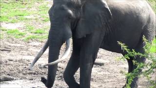 preview picture of video 'Tembe Elephant Park, South Africa.  African Bull Elephant at the waterhole'