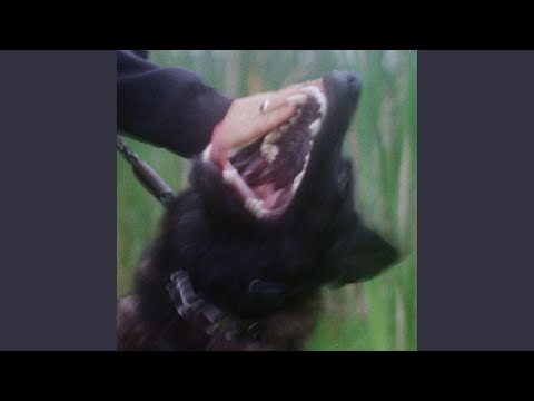 Fighter Dog