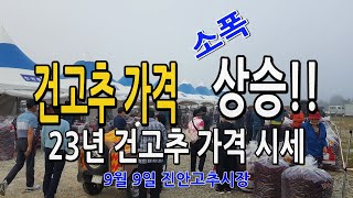건고추 가격 소폭 인상!! 23년 9월 9일 건고추 시세 가격 진안고추시장