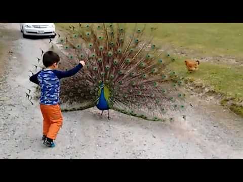 #Biggboss5/Beautiful Peacock Feathers Opening