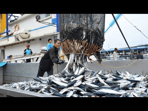 Big Catch Fishing in The Deep Sea With Big Boat - Amazing Tuna Fish Processing Skill