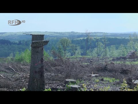 The Harz Mountains are dying – A crisis team now wants to save the forest – RFH aktuell
