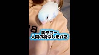 爽タローちゃん🦜人間みたいになってきたよ