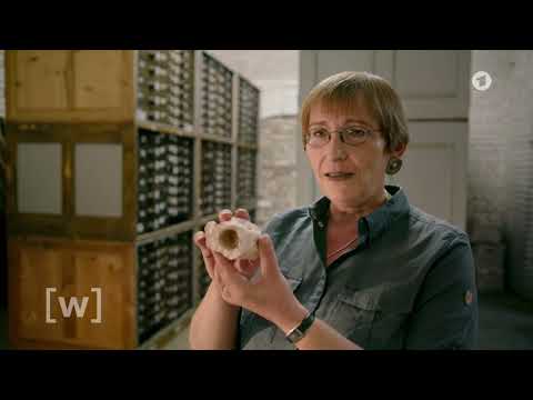 Wiege der Menschheit: Begann die Entwicklung des Menschen in Europa? Doku (2020)