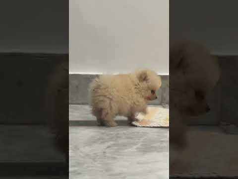 #reels #love #reel #dog #toypompuppy #toypom #cute #cutebaby