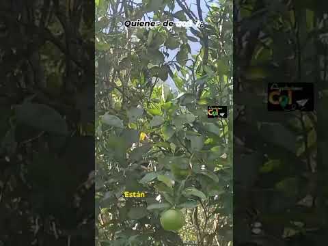 Quienes conocen el limón 🍋 dulce ?¿.#zetaquira #rondon #viral #tendencia #colombia #tunja #boyaca