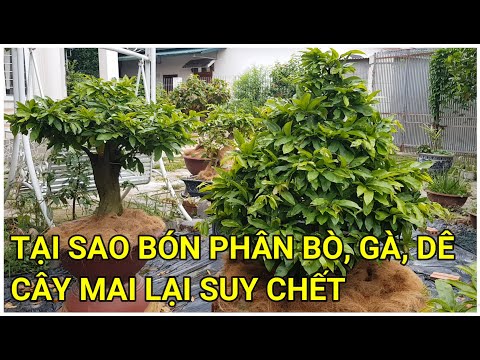 🔴 QBS22219 - BÓN PHÂN ĐÚNG LOẠI VÀ ĐÚNG THỜI ĐIỂM CÂY MAI SẼ PHÁT TRIỂN TỐT | MAI VÀNG MIỀN BẮC 123