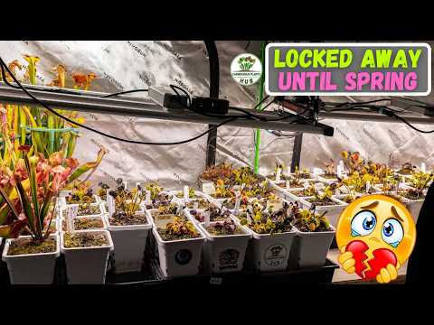 Dormancy Has Arrived 😬 Watch Me Move 100+ Flytraps in the Rain (New Lights!)