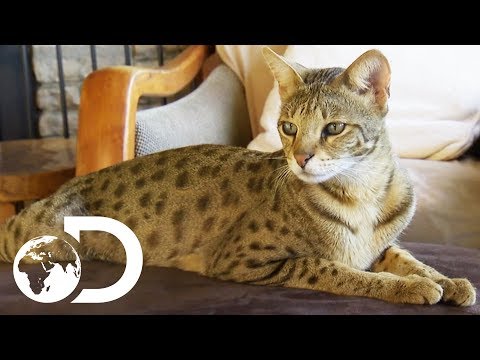 YouTube video about Discovering the Enchanting World of Serval Cats