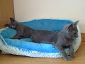 Russian Blue Russian Blue-kattunge