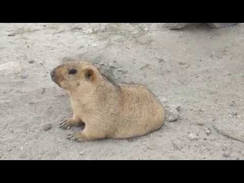 Amazing Marmot - Cutest Wild Animal