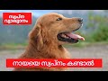 Nayaye Swapnam Kandal Dog