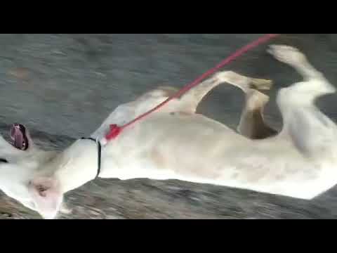 My 10month old mudol peshmi dog, running with bike