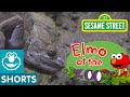 What Do Zoo Animals Eat Elmo At The Zoo 2
