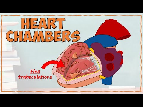 DETAILED Anatomy of the Heart Chambers