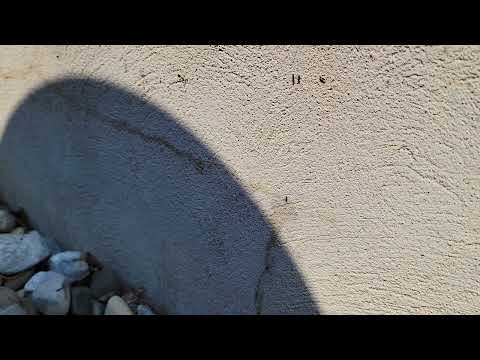 Found Some Ants Trailing on the Side of the Home in Lacey, NJ
