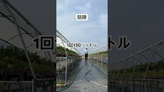 育苗は防除が大切 #農協 #農業 #いちご