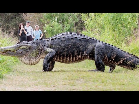 7 Specie Di Coccodrilli Che Sono Unici Al Mondo