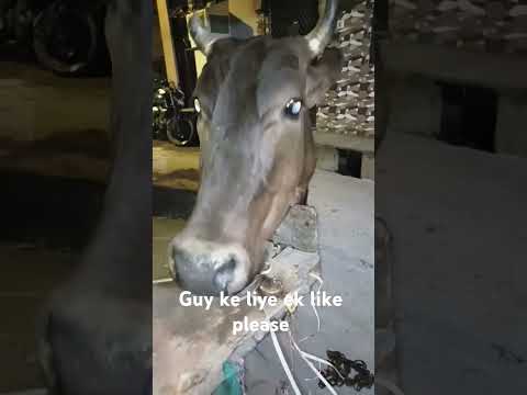 naseeba bhi kya rang laya ❤️ short###video 👌🙏♥️💞💓