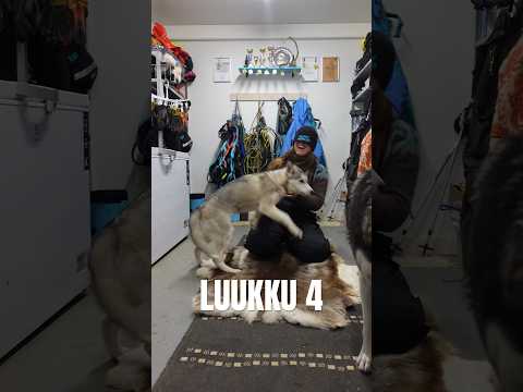 LUUKKU 4 | Arvaan koirat sokkona part 1 #huskyjoulukalenteri