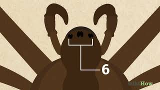 How to Identify a Brown Recluse